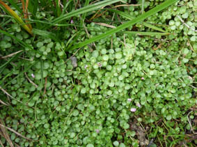 Achillea millefolium